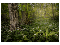 Bettina Nädele - Magic Forest